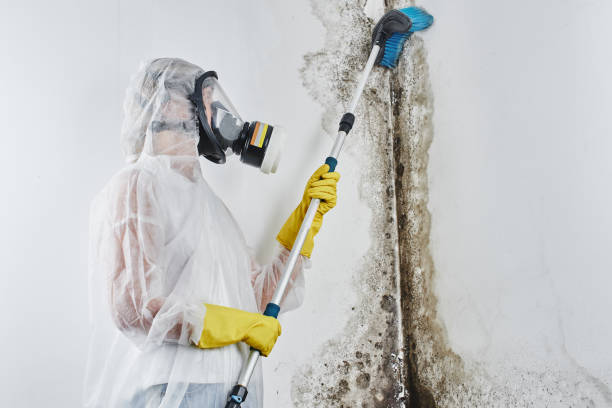 Best HVAC Mold Remediation in Walnut Grove, CA