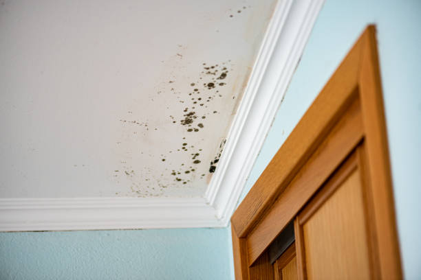 Best Kitchen Mold Remediation in Walnut Grove, CA