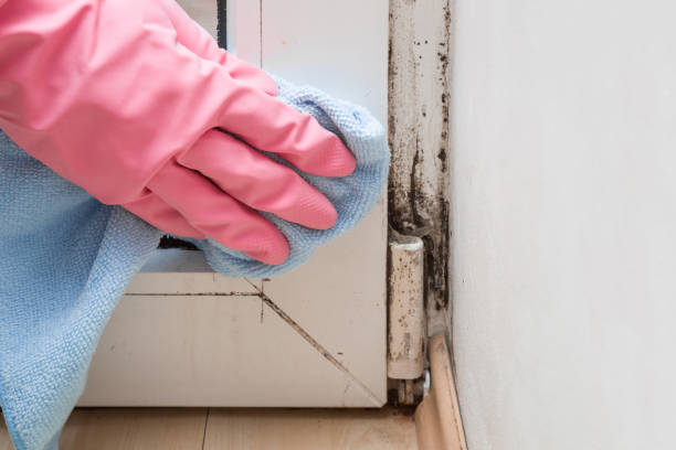Best White Mold Remediation in Walnut Grove, CA